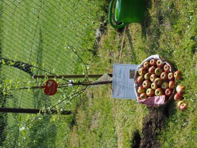 Apfelbaum :-)
